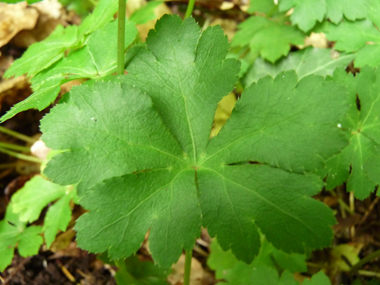 Feuilles caulinaires subsessiles et en petit nombre; feuilles basilaires dotées d'un long pétiole, nettement palmées et comportant 3 ou 5 segments. Agrandir dans une nouvelle fenêtre (ou onglet)