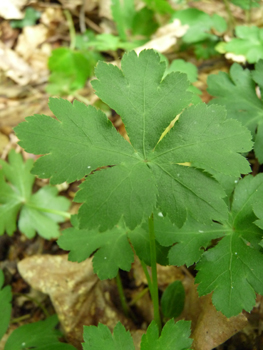 Feuilles caulinaires subsessiles et en petit nombre; feuilles basilaires dotées d'un long pétiole, nettement palmées et comportant 3 ou 5 segments. Agrandir dans une nouvelle fenêtre (ou onglet)