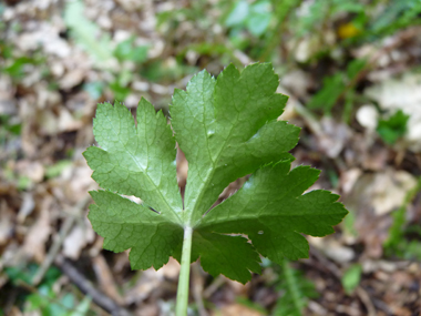 Verso des feuilles. Agrandir dans une nouvelle fenêtre (ou onglet)