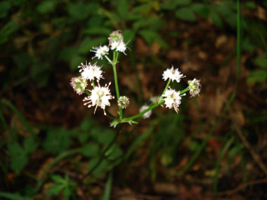 Fleurs blanches ou roses formant des ombelles comportant de 3 à 5 rayons. Des bractées très découpées sont présentes à la base des fleurs. Agrandir dans une nouvelle fenêtre (ou onglet)