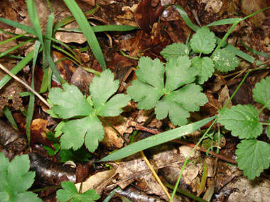 Feuilles caulinaires subsessiles et en petit nombre; feuilles basilaires dotées d'un long pétiole, nettement palmées et comportant 3 ou 5 segments. Agrandir dans une nouvelle fenêtre (ou onglet)