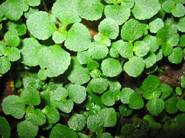 Petites feuilles caulinaires crénelées, opposées et pourvues d'un petit pétiole. Agrandir dans une nouvelle fenêtre (ou onglet)