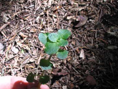 Petites feuilles caulinaires crénelées, opposées et pourvues d'un petit pétiole. Agrandir dans une nouvelle fenêtre (ou onglet)