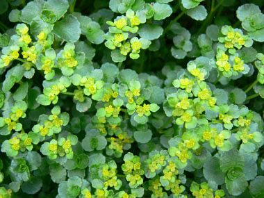 Fleurs jaunes verdâtres de petite taille. Agrandir dans une nouvelle fenêtre (ou onglet)