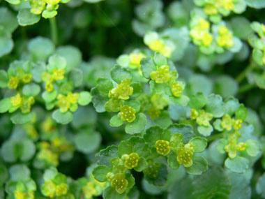 Fleurs jaunes verdâtres de petite taille. Agrandir dans une nouvelle fenêtre (ou onglet)