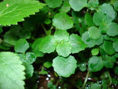 Petites feuilles caulinaires crénelées, opposées et pourvues d'un petit pétiole. Agrandir dans une nouvelle fenêtre (ou onglet)