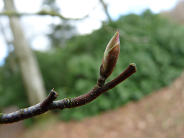 Bourgeons. Agrandir dans une nouvelle fenêtre (ou onglet)