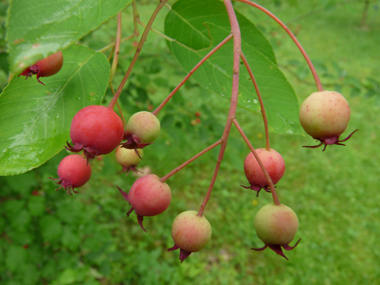 Fruits comestibles en forme de baies de la taille d'un petit pois pourpre noirâtre à maturité. Agrandir dans une nouvelle fenêtre (ou onglet)