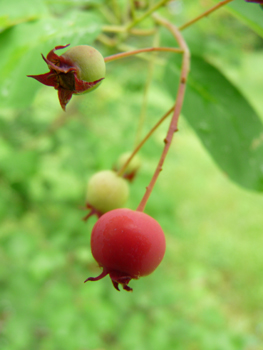 Fruits comestibles en forme de baies de la taille d'un petit pois pourpre noirâtre à maturité. Agrandir dans une nouvelle fenêtre (ou onglet)