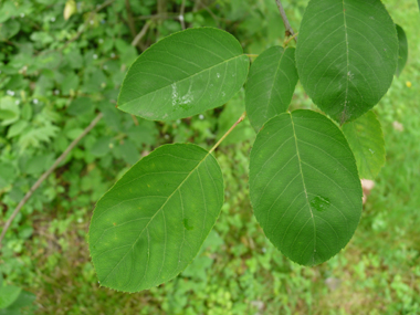 Petites feuilles ovales couvertes d'un duvet au printemps. Feuillage vert foncé virant au rouge à l'automne. Agrandir dans une nouvelle fenêtre (ou onglet)