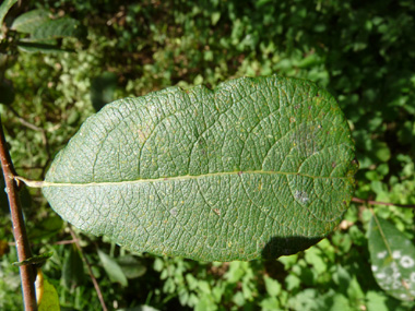 Feuilles alternes lancéolées longues d'une dizaine de centimètres et en coin à la base. Elles sont vert rougeâtre et cendrées dessus. Agrandir dans une nouvelle fenêtre (ou onglet)