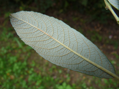 Feuilles alternes lancéolées longues d'une dizaine de centimètres et en coin à la base. Elles sont vert rougeâtre et cendrées dessus. Agrandir dans une nouvelle fenêtre (ou onglet)