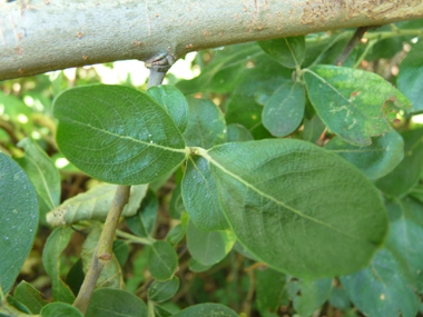 Feuilles alternes lancéolées longues d'une dizaine de centimètres et en coin à la base. Elles sont vert rougeâtre et cendrées dessus. Agrandir dans une nouvelle fenêtre (ou onglet)