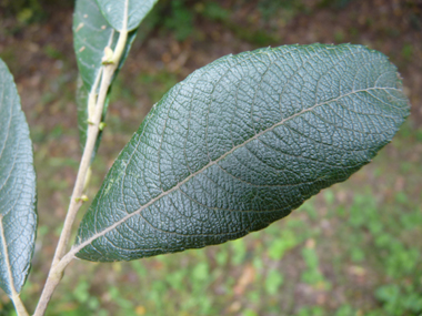 Feuilles alternes lancéolées longues d'une dizaine de centimètres et en coin à la base. Elles sont vert rougeâtre et cendrées dessus. Agrandir dans une nouvelle fenêtre (ou onglet)