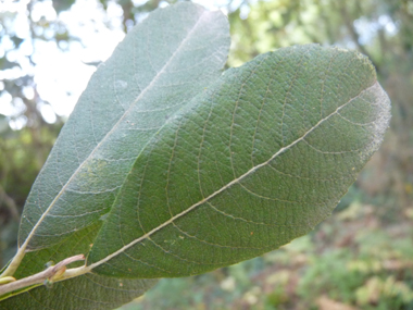 Feuilles alternes lancéolées longues d'une dizaine de centimètres et en coin à la base. Elles sont vert rougeâtre et cendrées dessus. Agrandir dans une nouvelle fenêtre (ou onglet)