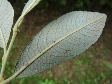 Feuilles alternes lancéolées longues d'une dizaine de centimètres et en coin à la base. Elles sont vert rougeâtre et cendrées dessus. Agrandir dans une nouvelle fenêtre (ou onglet)