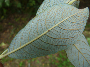 Feuilles alternes lancéolées longues d'une dizaine de centimètres et en coin à la base. Elles sont vert rougeâtre et cendrées dessus. Agrandir dans une nouvelle fenêtre (ou onglet)