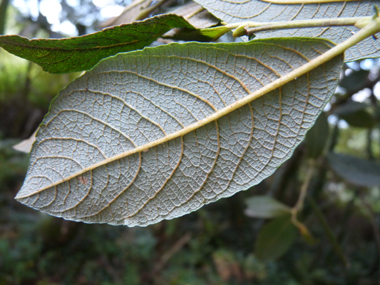 Feuilles alternes lancéolées longues d'une dizaine de centimètres et en coin à la base. Elles sont vert rougeâtre et cendrées dessus. Agrandir dans une nouvelle fenêtre (ou onglet)