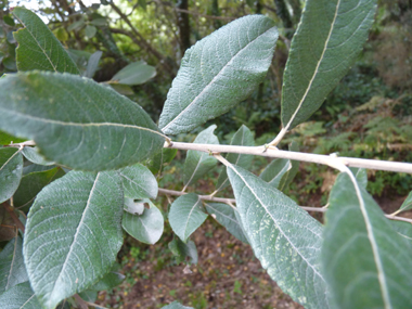 Feuilles alternes lancéolées longues d'une dizaine de centimètres et en coin à la base. Elles sont vert rougeâtre et cendrées dessus. Agrandir dans une nouvelle fenêtre (ou onglet)