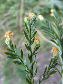 Petites fleurs jaunes présentes depuis l'automne à l'extrémité des rameaux. Agrandir dans une nouvelle fenêtre (ou onglet)