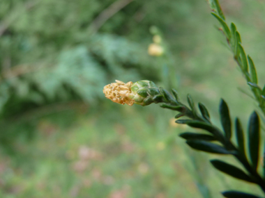 Petites fleurs jaunes présentes depuis l'automne à l'extrémité des rameaux. Agrandir dans une nouvelle fenêtre (ou onglet)