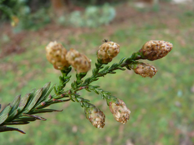 Petites fleurs jaunes présentes depuis l'automne à l'extrémité des rameaux. Agrandir dans une nouvelle fenêtre (ou onglet)