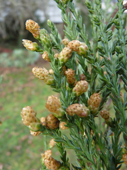 Petites fleurs jaunes présentes depuis l'automne à l'extrémité des rameaux. Agrandir dans une nouvelle fenêtre (ou onglet)