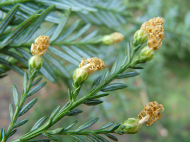 Petites fleurs jaunes présentes depuis l'automne à l'extrémité des rameaux. Agrandir dans une nouvelle fenêtre (ou onglet)