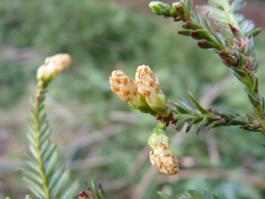 Petites fleurs jaunes présentes depuis l'automne à l'extrémité des rameaux. Agrandir dans une nouvelle fenêtre (ou onglet)