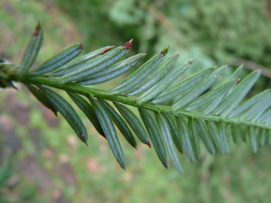 Verso des feuilles. Agrandir dans une nouvelle fenêtre ou onglet)