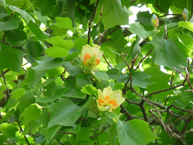 Grosse fleur solitaire atteignant 5 cm de diamètre. Vert jaunâtre, elle ressemble à celle de la tulipe, d'où l'origine de son qualificatif latin de tulipifera. Agrandir dans une nouvelle fenêtre (ou onglet)