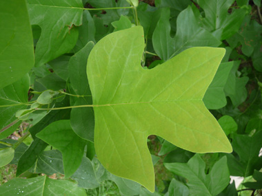 Grandes feuilles entières alternes, légèrement poilues sur la face inférieure. Agrandir dans une nouvelle fenêtre (ou onglet)