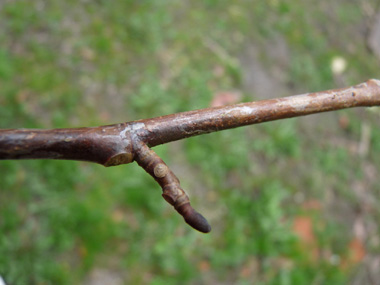 Rameaux brunâtres et luisants. Agrandir dans une nouvelle fenêtre (ou onglet)