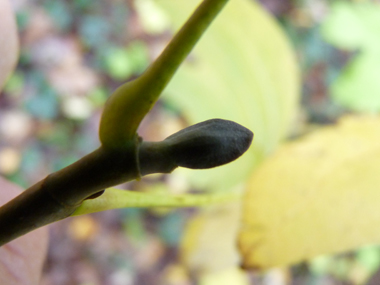 Gros bourgeons aplatis très caractéristiques. Agrandir dans une nouvelle fenêtre (ou onglet)