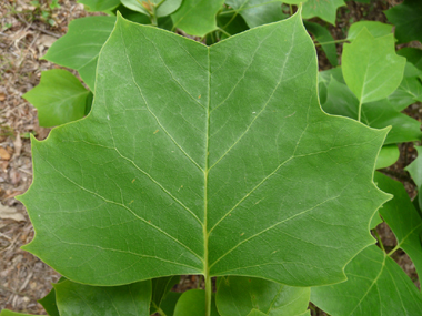 Grandes feuilles entières alternes, légèrement poilues sur la face inférieure. Agrandir dans une nouvelle fenêtre (ou onglet)