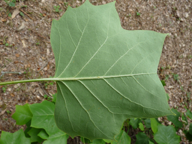 Face inférieure de la feuille. Agrandir dans une nouvelle fenêtre ou onglet)