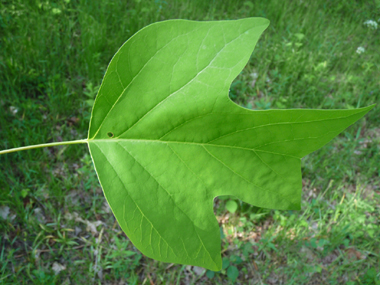 Grandes feuilles entières alternes, légèrement poilues sur la face inférieure. Agrandir dans une nouvelle fenêtre (ou onglet)