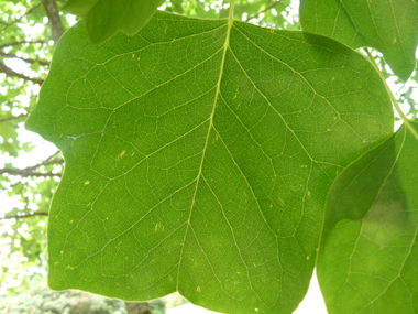 Grandes feuilles entières alternes, légèrement poilues sur la face inférieure. Agrandir dans une nouvelle fenêtre (ou onglet)