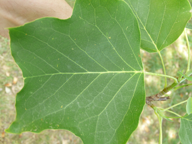 Grandes feuilles entières alternes, légèrement poilues sur la face inférieure. Agrandir dans une nouvelle fenêtre (ou onglet)