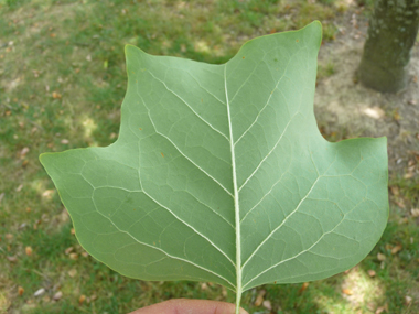 Face inférieure de la feuille. Agrandir dans une nouvelle fenêtre ou onglet)