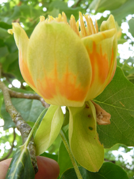 Grosse fleur solitaire atteignant 5 cm de diamètre. Vert jaunâtre, elle ressemble à celle de la tulipe, d'où l'origine de son qualificatif latin de tulipifera. Agrandir dans une nouvelle fenêtre (ou onglet)