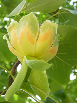 Grosse fleur solitaire atteignant 5 cm de diamètre. Vert jaunâtre, elle ressemble à celle de la tulipe, d'où l'origine de son qualificatif latin de tulipifera. Agrandir dans une nouvelle fenêtre (ou onglet)