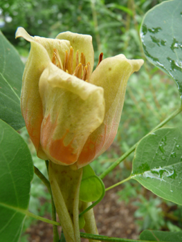 Grosse fleur solitaire atteignant 5 cm de diamètre. Vert jaunâtre, elle ressemble à celle de la tulipe, d'où l'origine de son qualificatif latin de tulipifera. Agrandir dans une nouvelle fenêtre (ou onglet)