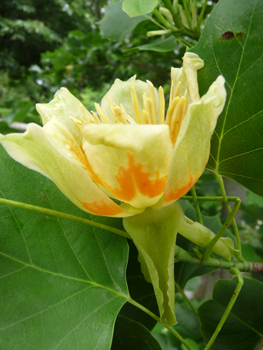 Grosse fleur solitaire atteignant 5 cm de diamètre. Vert jaunâtre, elle ressemble à celle de la tulipe, d'où l'origine de son qualificatif latin de tulipifera. Agrandir dans une nouvelle fenêtre (ou onglet)