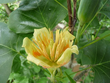 Grosse fleur solitaire atteignant 5 cm de diamètre. Vert jaunâtre, elle ressemble à celle de la tulipe, d'où l'origine de son qualificatif latin de tulipifera. Agrandir dans une nouvelle fenêtre (ou onglet)