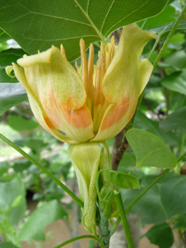 Grosse fleur solitaire atteignant 5 cm de diamètre. Vert jaunâtre, elle ressemble à celle de la tulipe, d'où l'origine de son qualificatif latin de tulipifera. Agrandir dans une nouvelle fenêtre (ou onglet)