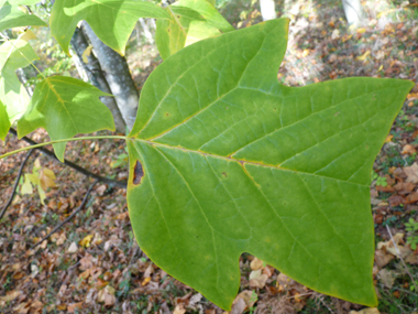 Grandes feuilles entières alternes, légèrement poilues sur la face inférieure. Agrandir dans une nouvelle fenêtre (ou onglet)