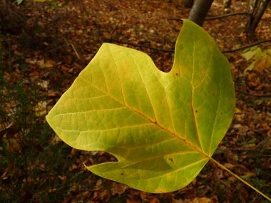 Grandes feuilles entières alternes, légèrement poilues sur la face inférieure. Agrandir dans une nouvelle fenêtre (ou onglet)