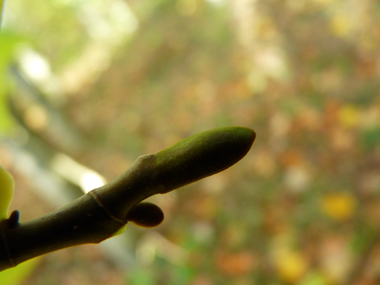 Gros bourgeons aplatis très caractéristiques. Agrandir dans une nouvelle fenêtre (ou onglet)