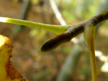 Gros bourgeons aplatis très caractéristiques. Agrandir dans une nouvelle fenêtre (ou onglet)